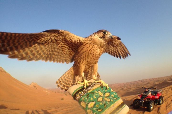 Falconry Desert Safari Tour 